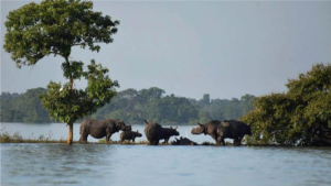Assam: Floods are essential for the survival of Kaziranga national park?