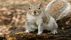 What is ‘BUBONIC PLAGUE’ found in squirrels?