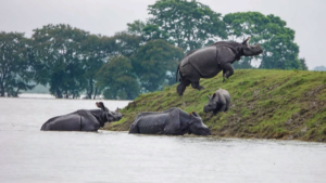 EXPLAINED! How floods play a role in the survival of the Eco System of Kaziranga National Park?