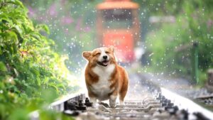 Do Dogs Speak Like Humans Without A Language? Here’s The Reality