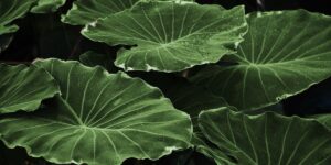 Plants Possess Cognitive Abilities To Count, Remember Events And Even Recognize Kins