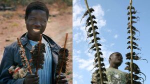 People In Malawi Eat Fried Rats, Claim It To Be A Vital Source Of Proteins To Fight Covid-19