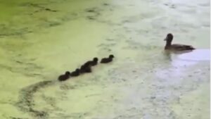 Viral Video: Duck Plays Hide N Seek With Ducklings, Twitter Says Matro Devo Bhav
