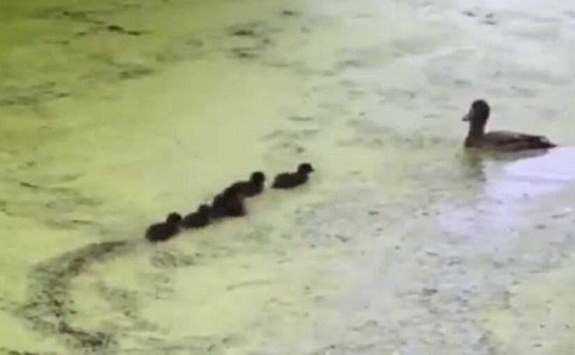 Duck plays hide n seek with ducklings