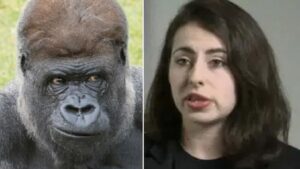 Fact Check: Who is Molly Heather? PETA Activist Pregnant With Gorilla Semen