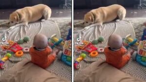 Viral Video: Pet Dog Makes Toddler Smile