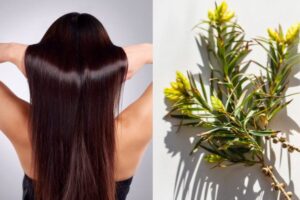 Transform Your Tresses By Discovering The Magic Of Tea Tree Oil For Your Hair Care