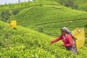 Assam Witnesses 4% Drop In Tea Production Due To Climate Change