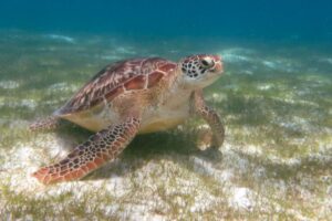 Philippines: Three Dead, 32 Hospitalized Post Consuming Endangered Sea Turtle Meat