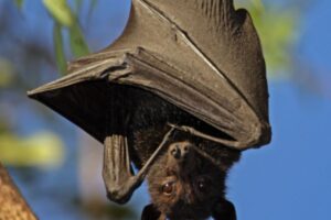 U.S: Two Men Die From Fungal Infection After Using Bat Poop To Fertilize Marijuana Plants