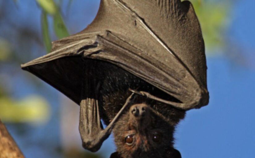 Bat poop has gained significance for enhancing plant growth