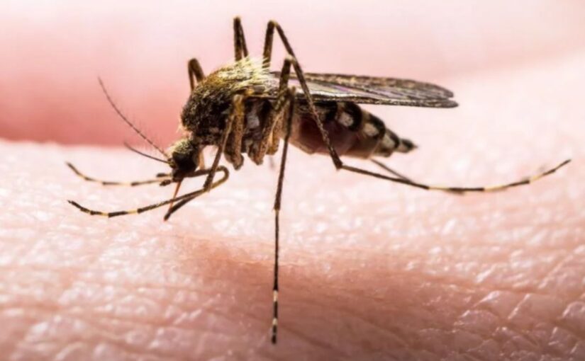India Aims To Eradicate Malaria By 2030