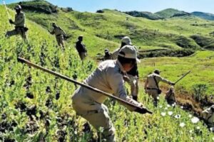 Manipur Destroys 4 Acres Of Illicit Poppy Cultivation In Churachandpur