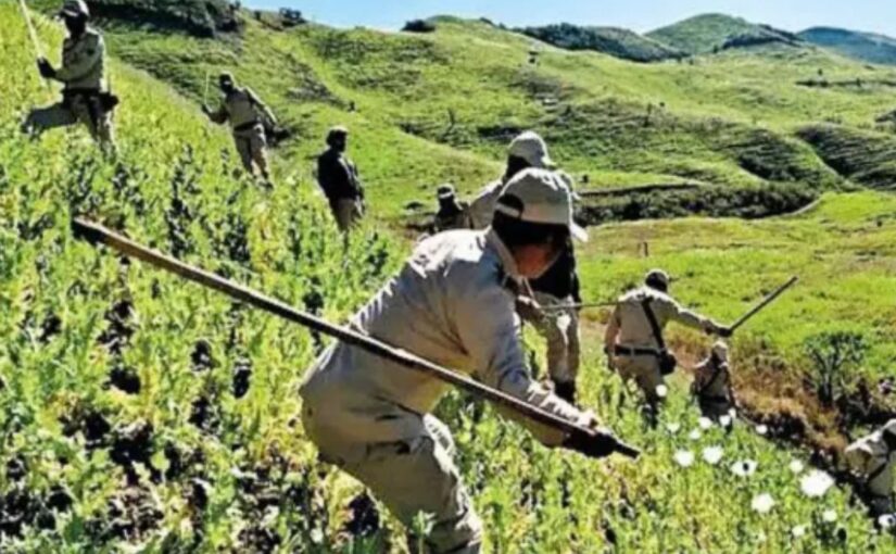 Manipur Destroys 4 Acres Of Illicit Poppy Cultivation In Churachandpur