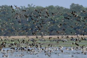 Assam: Pobitora Wildlife Sanctuary Hosts 2025 Asian Water Bird Census