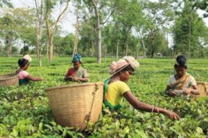 A New Dawn For Tea Garden Healthcare: Assam Upgrades Hospitals Into Ayushman Arogya Mandirs
