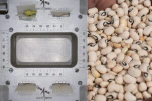 ISRO: Remarkable Milestone As Cowpea Seeds Successfully Germinate In Space